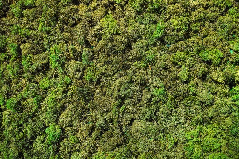 Мох фактура