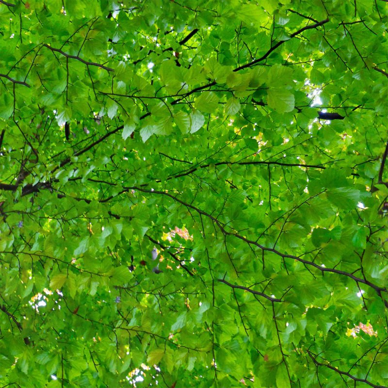 Текстура листвы дерева