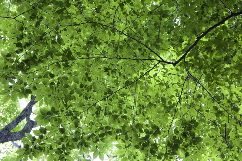 Листва деревьев