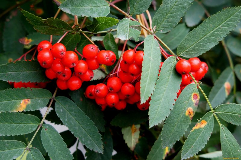 Рябина ольхолистная