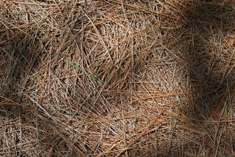 Хвоя текстура