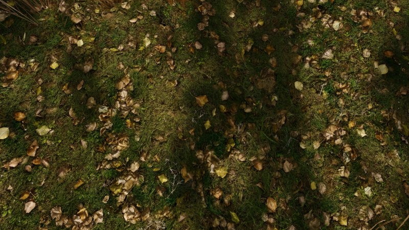 Текстура земли в лесу