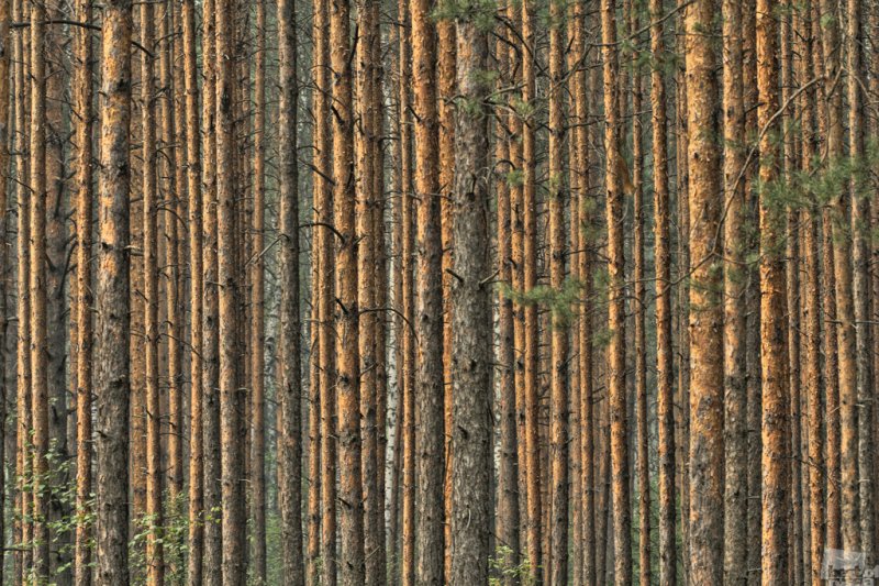 Сосновый лес