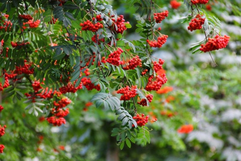 Рябина обыкновенная Шиервотер Сидлинг