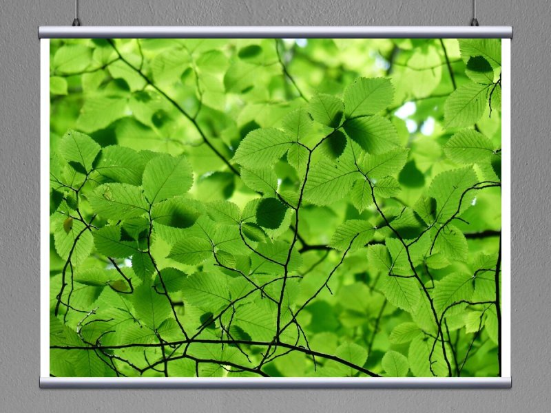 Зеленый граб