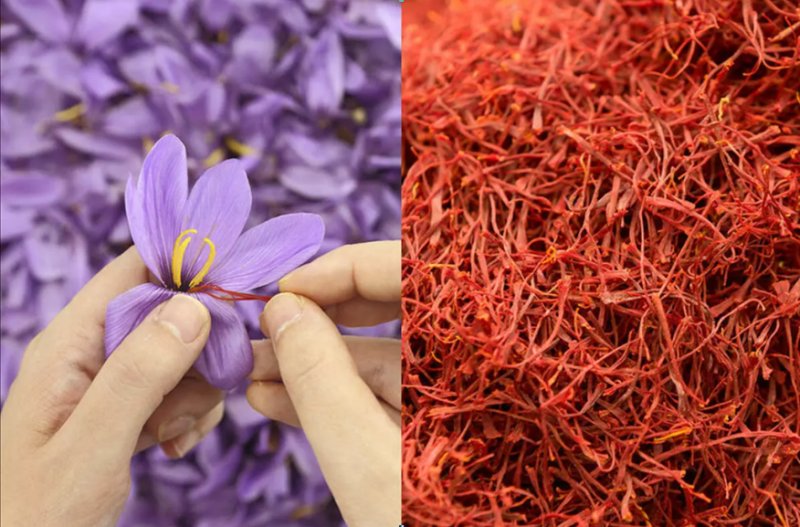 Шафран Саффрон