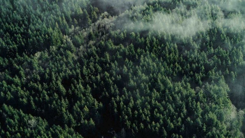 Калязинский лес сверху