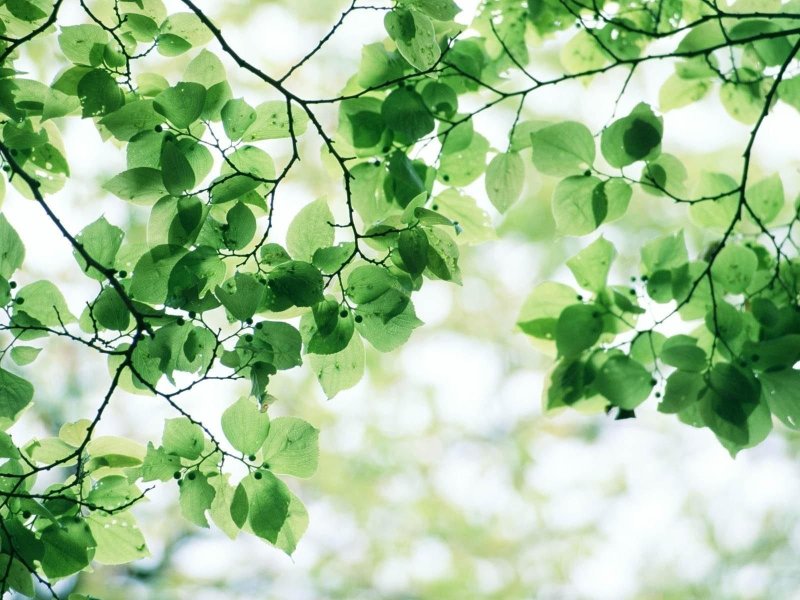 Листья деревьев