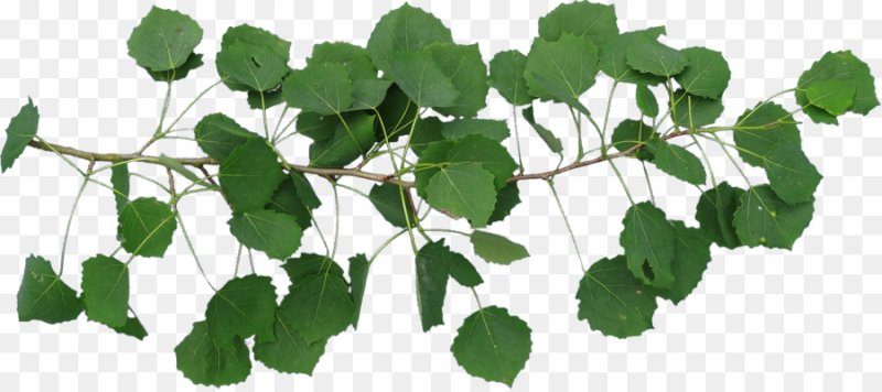 Ветви деревьев с листьями