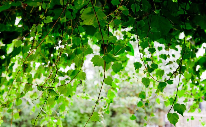 Роициссус Березка