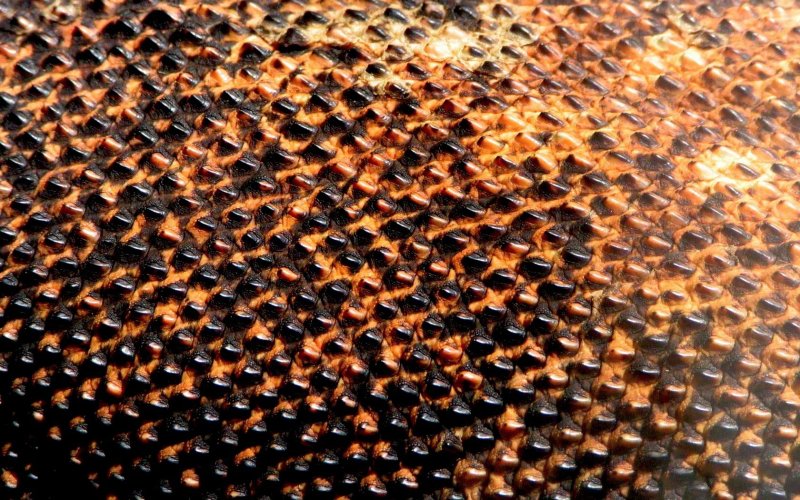 Бронежилет чешуя дракона