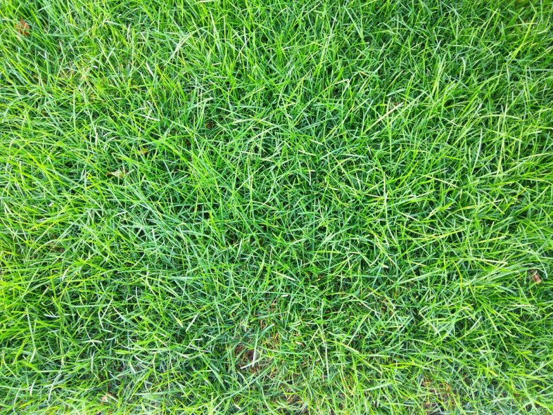 Газон текстура бесшовная