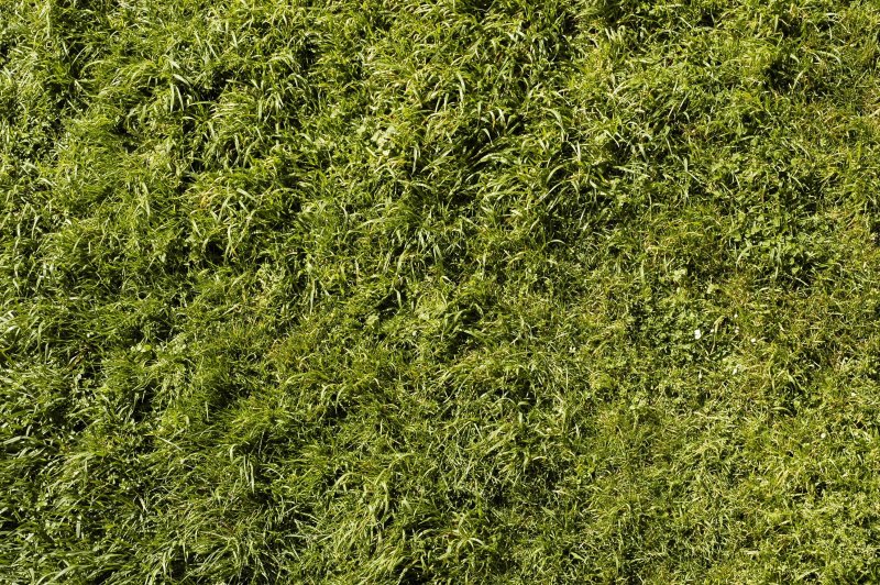 Текстура травы бесшовная для 3d Max