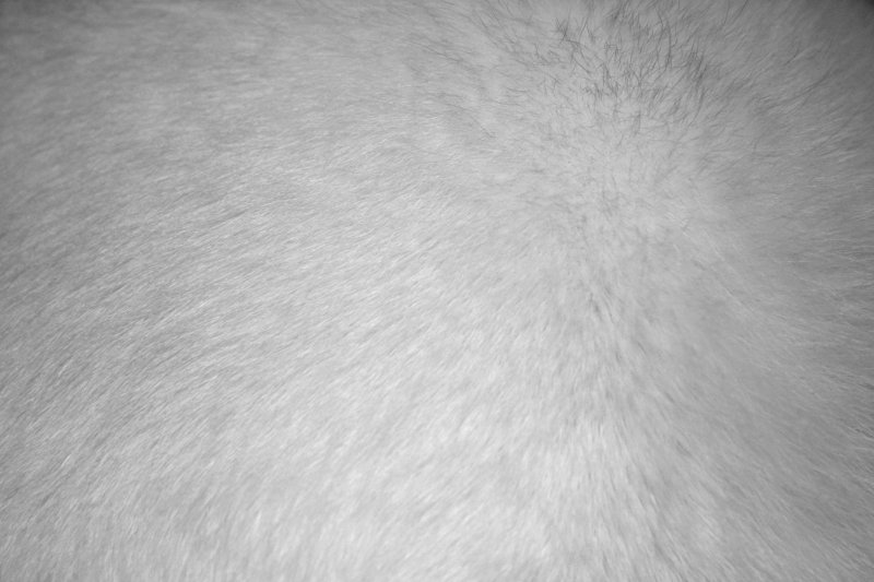 Белый мех