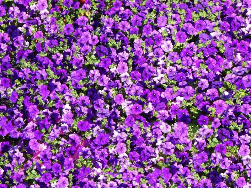 Мелкие фиолетовые цветы