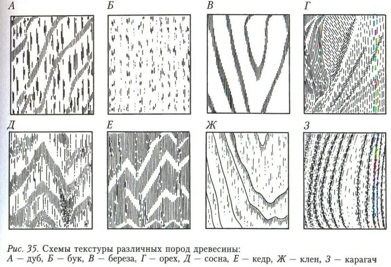 Структура древесины разных пород