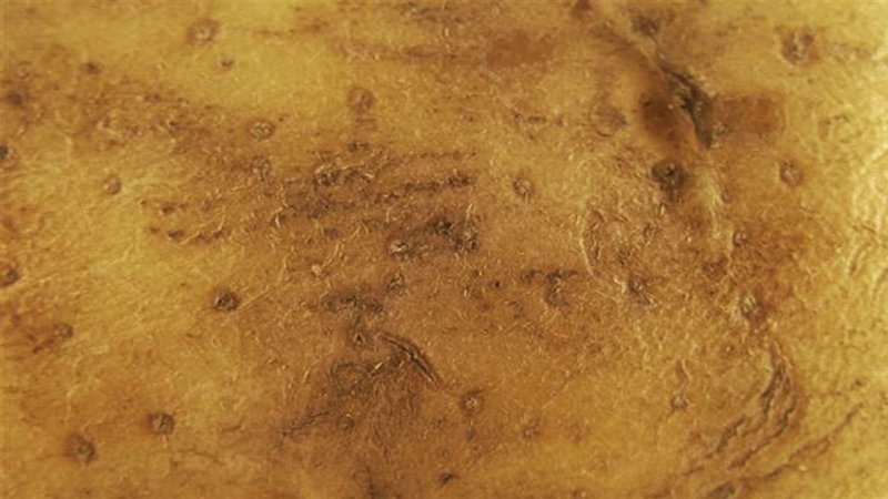 Текстура кожуры картошки