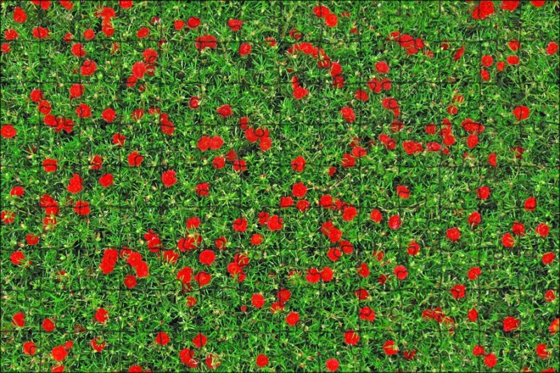 Мавританский газон сверху