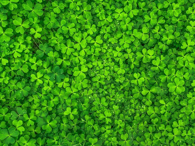 Травка Клевер четырехлистный