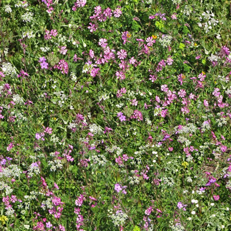 Текстура цветочный газон