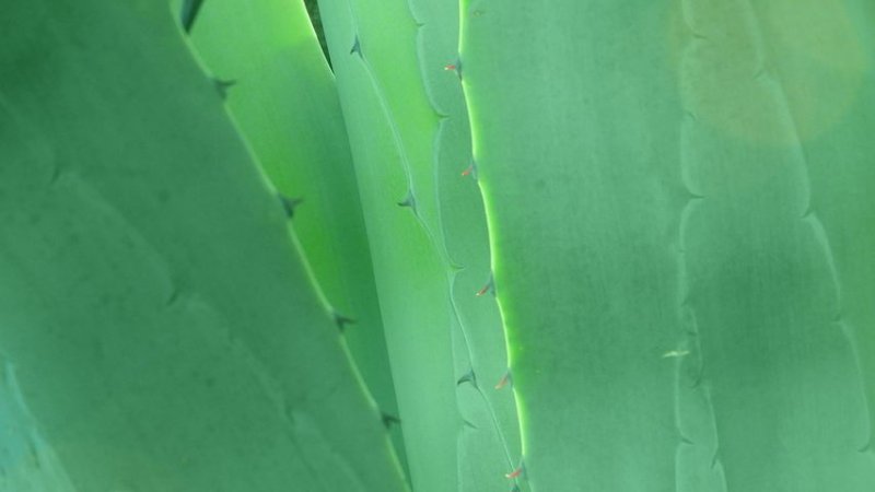 Текстура листьев алоэ