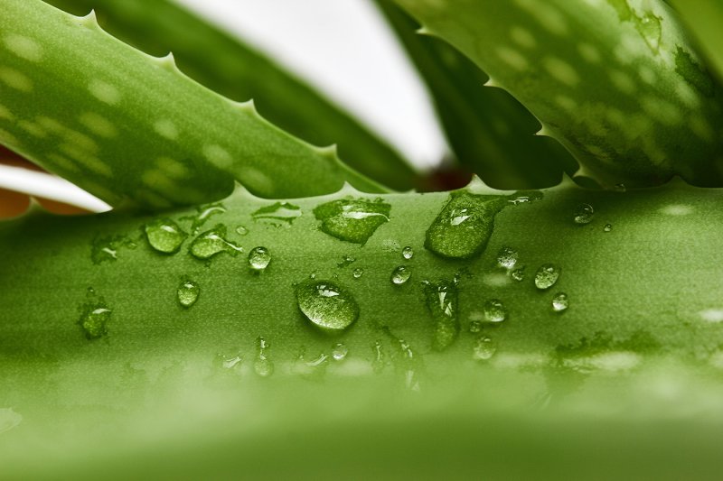 Алоэ Вера