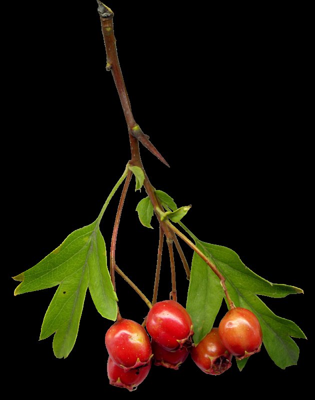 Ветка боярышника