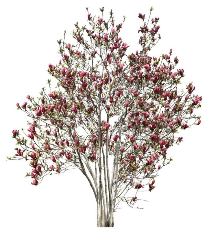 Боярышник куст