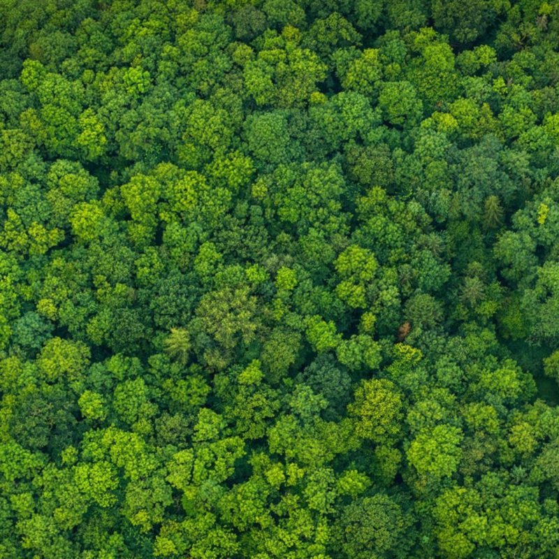 Лес вид сверху