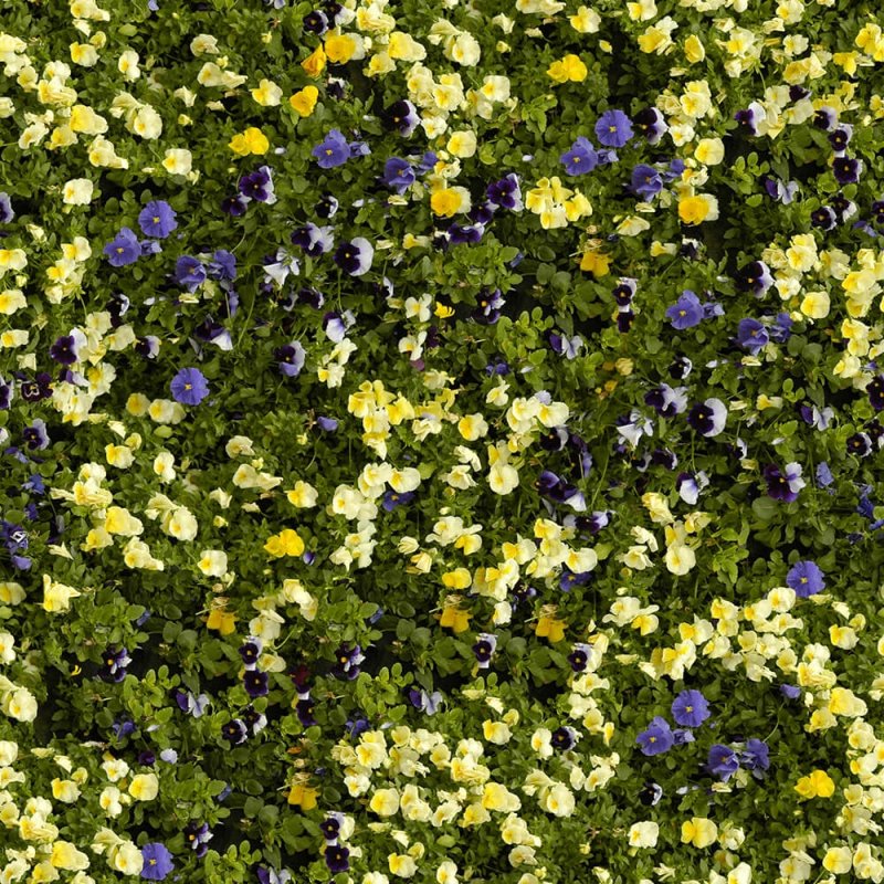 Цветник текстура бесшовная