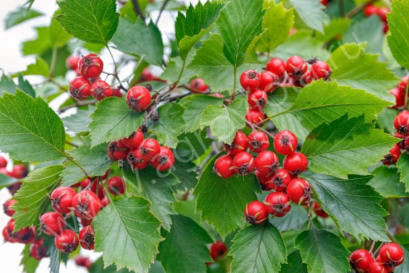 Боярышник Сибирский Crataegus sanguinea