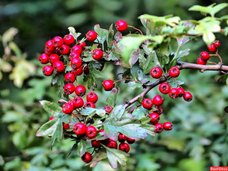 Боярышник Волжский