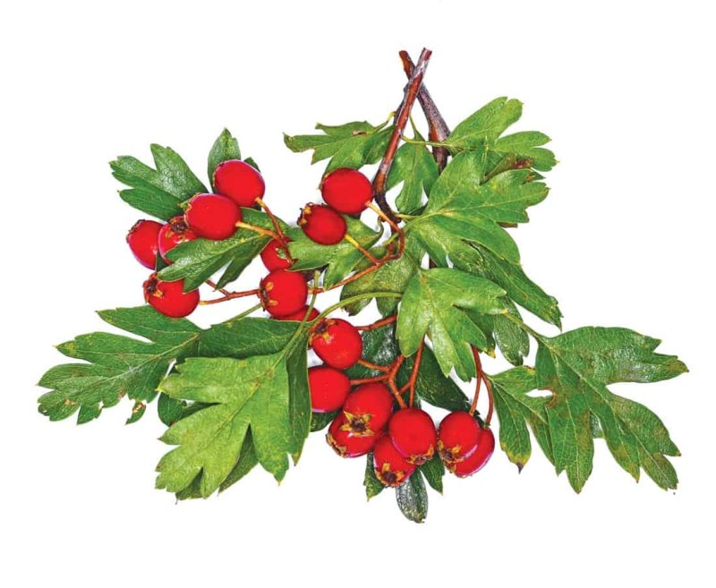 Боярышник шиповник рябина