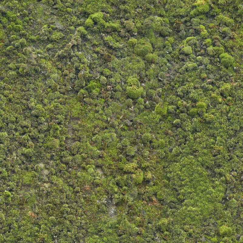 Мох текстура