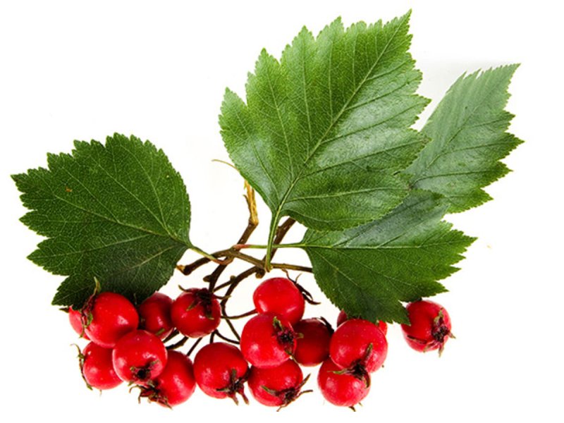 Боярышник кроваво-красный куст