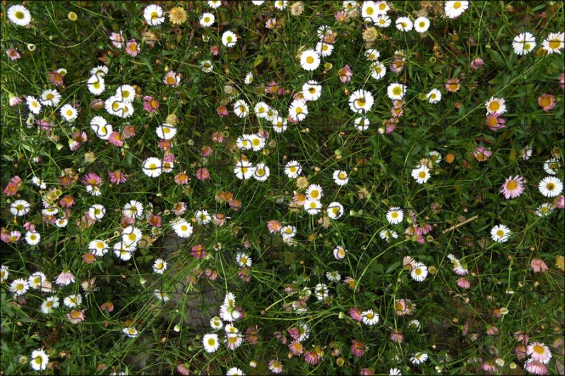 Цветы вид сверху