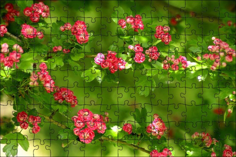 Боярышник красивоцветущий