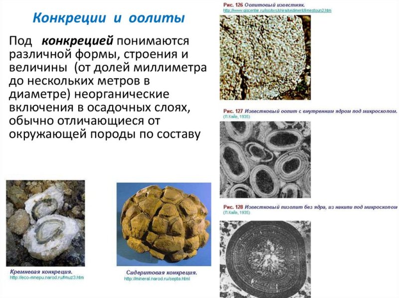 Конкреции в осадочных породах