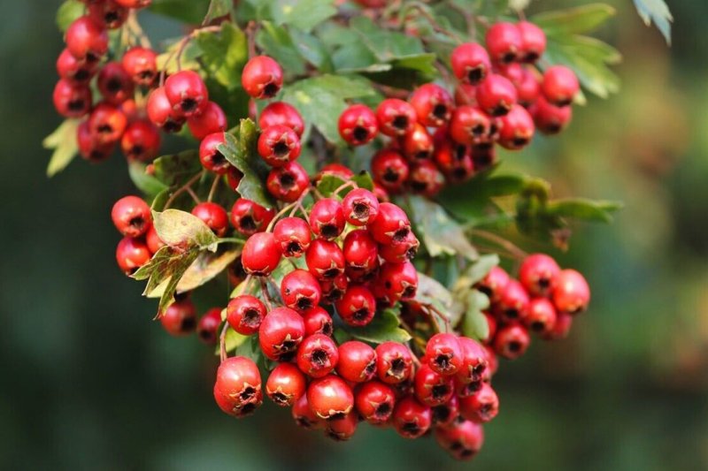 Боярышник Сибирский Crataegus sanguinea