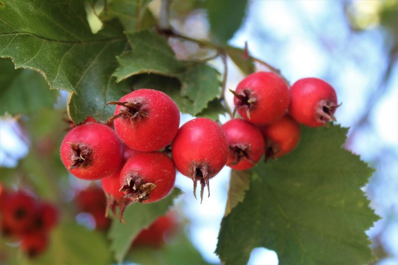 Боярышник крупноплодный мягковатый