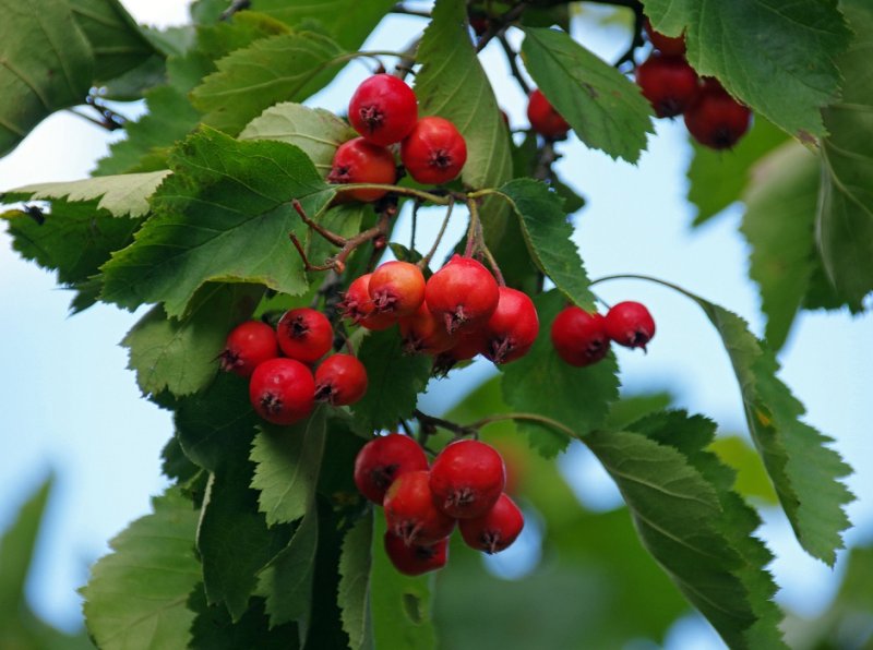 Боярышник колючий - Crataegus laevigata