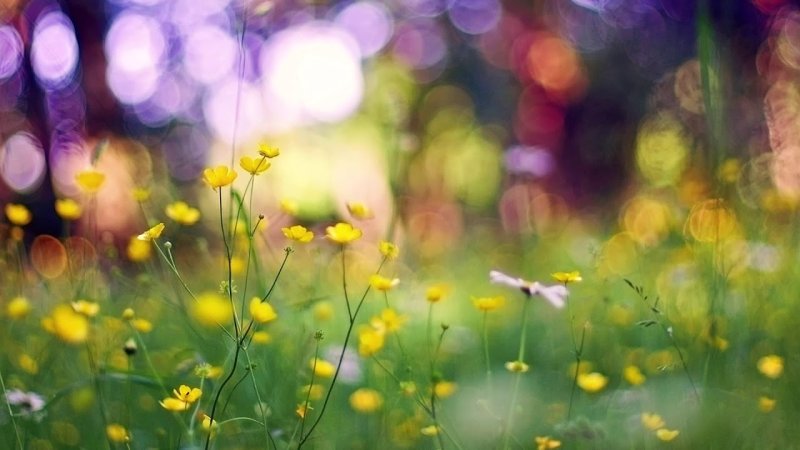 Боке природа