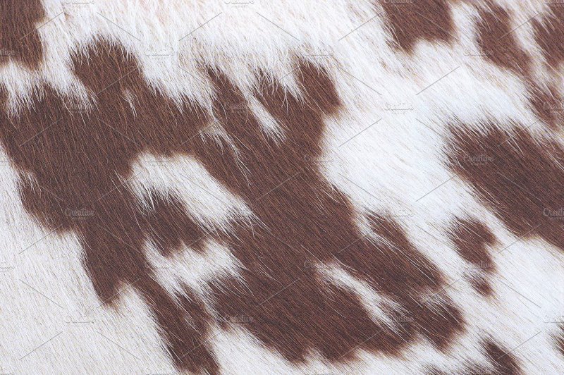 Шкура пятнистой коровы