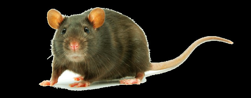 Крыса без фона