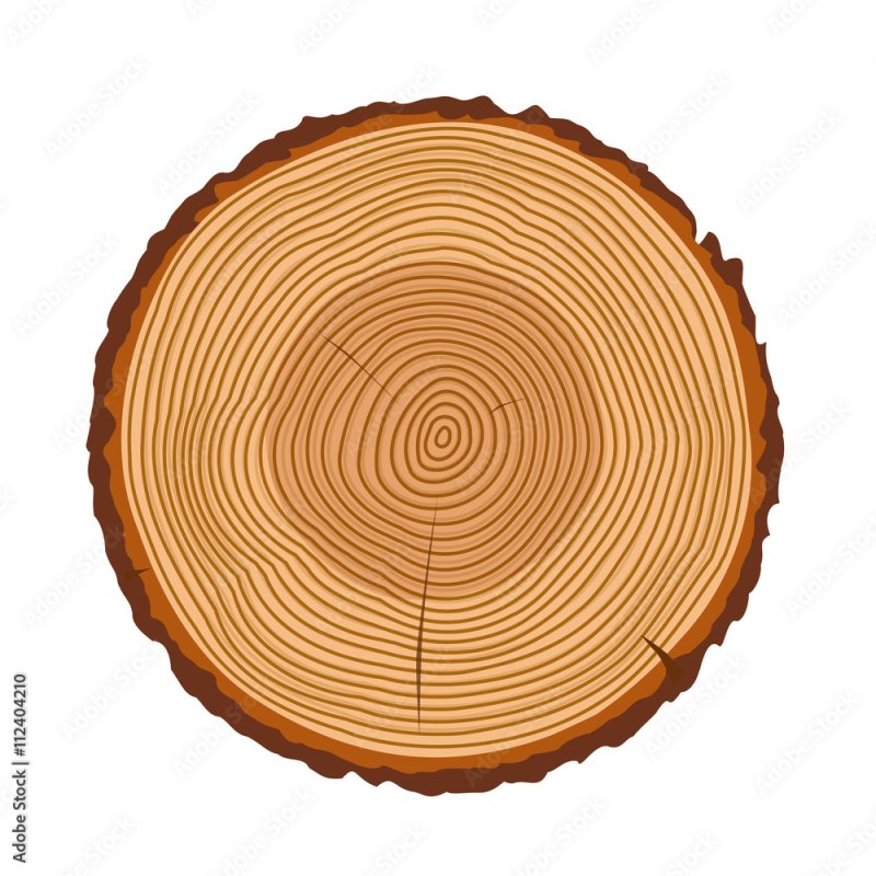 Срез бревна