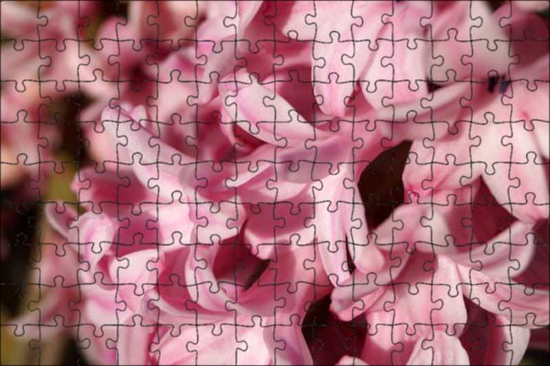 Гиацинт розовый