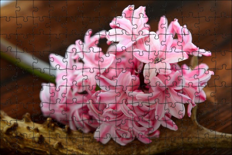 Гиацинт розовый