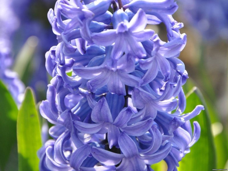 Гиацинт цветок