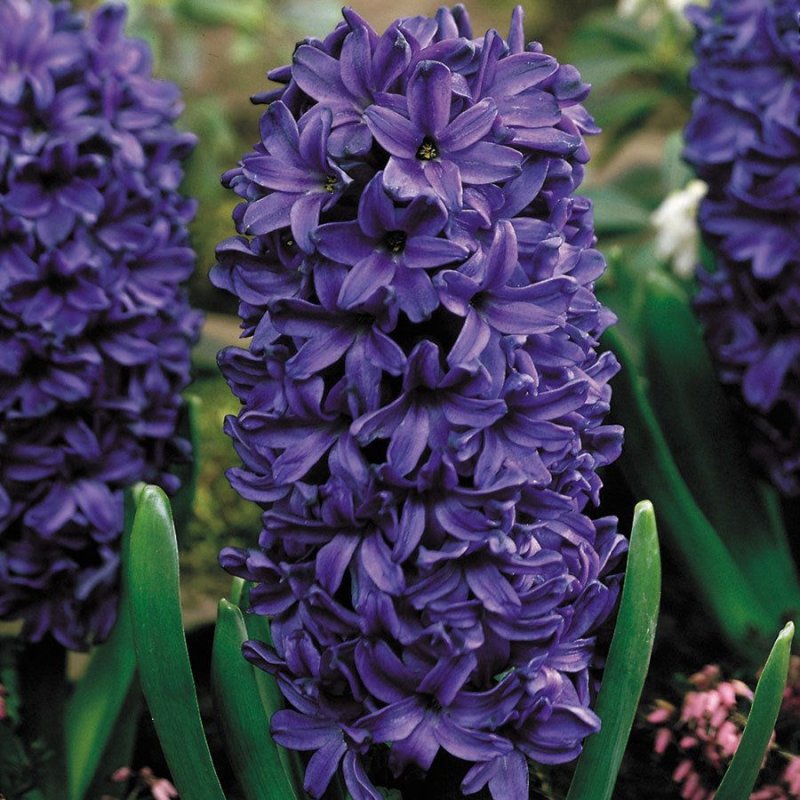 Гиацинт Питер Стайвесант