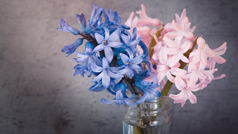 Гиацинт Эстетика